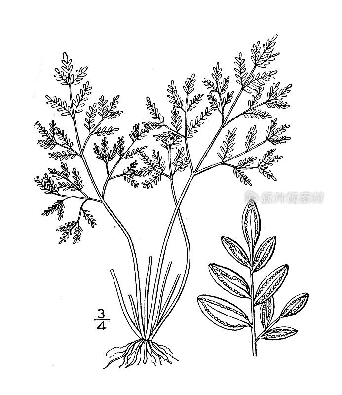 古植物学植物插图:Notholaena nivea dealbata, Powdery Notholaena